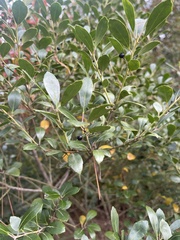 Ilex glabra