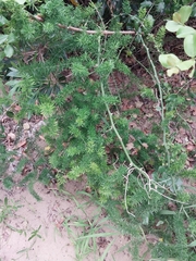 Asparagus