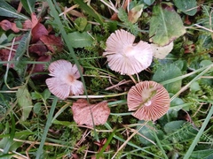 Inocybe geophylla