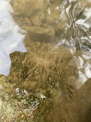 Fissidens fontanus