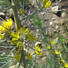 Aspalathus florifera