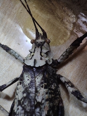 Cymatomera denticollis