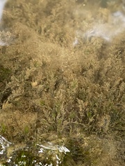 Fissidens fontanus