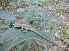 Anolis nebulosus