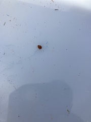 Subcoccinella vigintiquatuorpunctata
