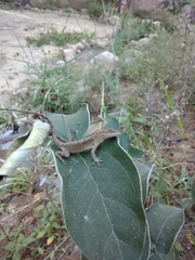 Anolis nebulosus