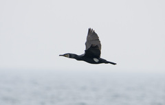 Phalacrocorax capillatus