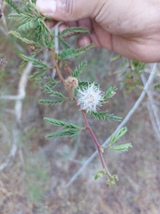 Mimosa tricephala