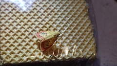 Miltochrista miniata