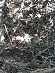 Passer domesticus