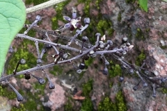 Dioscorea galeottiana