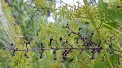 Dioscorea galeottiana