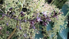Dioscorea galeottiana