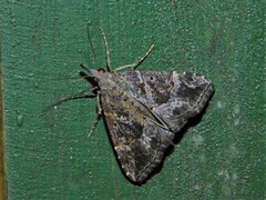 Hypena laceratalis