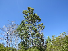 Leucadendron argenteum
