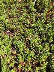 Laurembergia repens