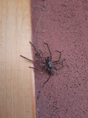 Tomopisthes horrendus