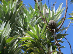 Leucadendron argenteum