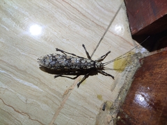 Cymatomera denticollis