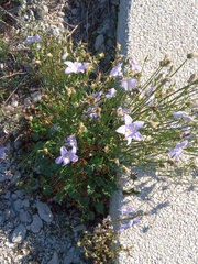Campanula pyramidalis