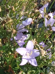 Campanula pyramidalis