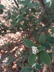 Cotoneaster pannosus