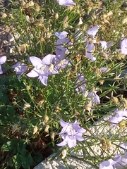 Campanula pyramidalis