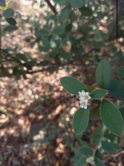 Cotoneaster pannosus