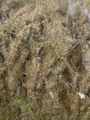Fissidens fontanus