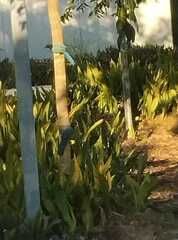 Cyanocorax yucatanicus