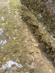 Fissidens fontanus