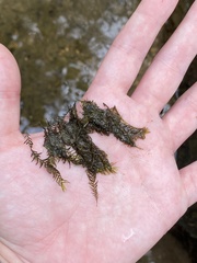 Fissidens fontanus