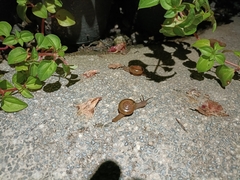 Macrochlamys kelantanensis