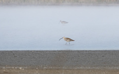 Numenius madagascariensis