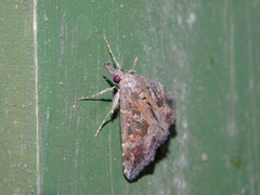 Hypena laceratalis