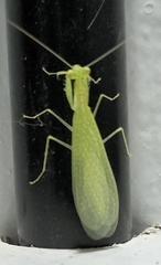 Eomantis