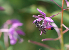 Ammophila sabulosa