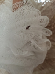 Plodia interpunctella