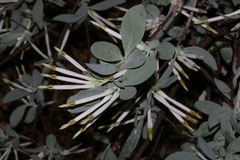 Agelanthus natalitius