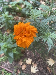 Tagetes erecta
