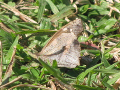 Libythea laius