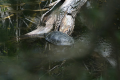 Emydidae