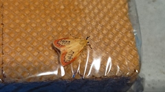 Miltochrista miniata