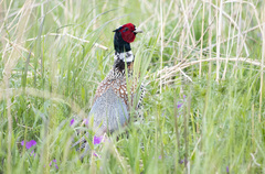 Phasianus colchicus pallasi