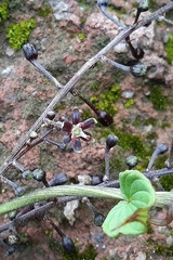 Dioscorea galeottiana