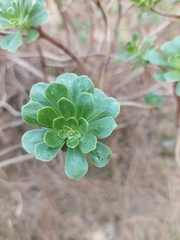 Aeonium spathulatum image