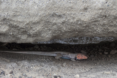 Pholidoscelis erythrocephalus