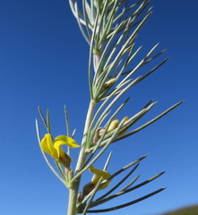 Aspalathus florifera