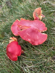 Hygrocybe coccinea