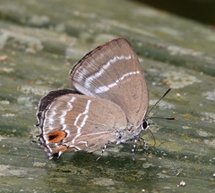 Cupathecla cupentus